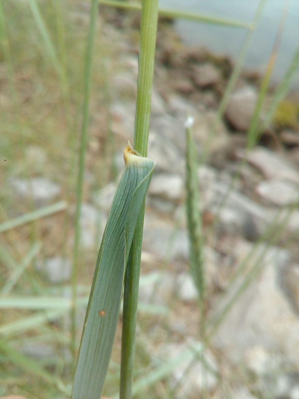 Elytrigia x drucei other