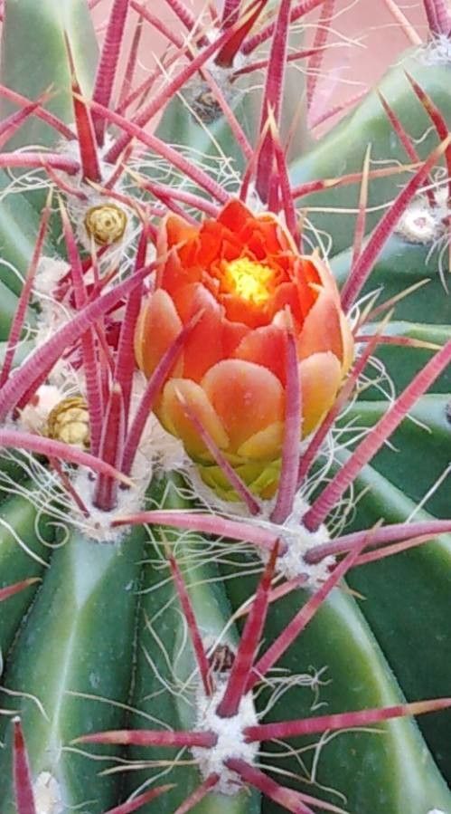 Ferocactus emoryi flower