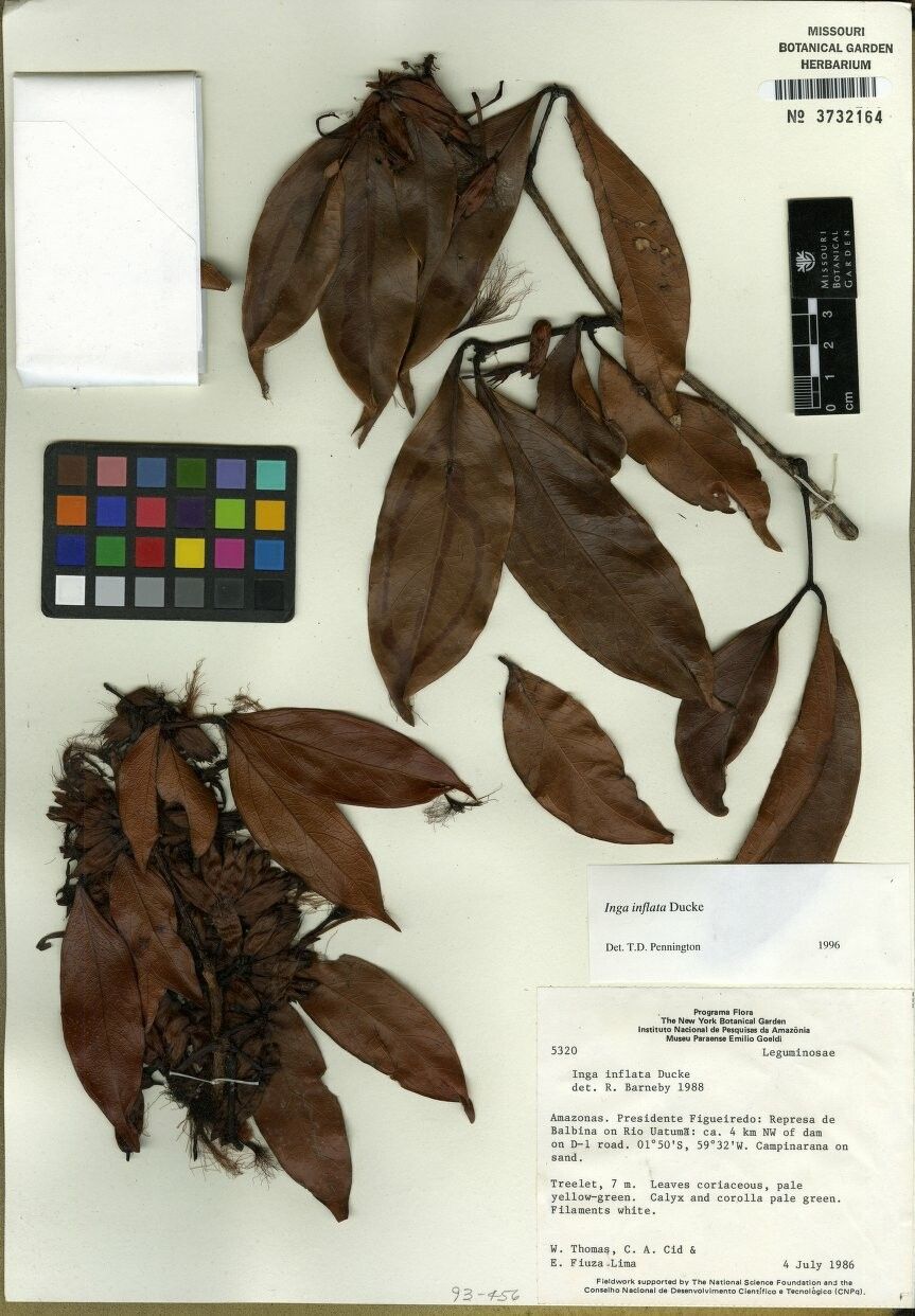 Inga inflata — houseplant care guide