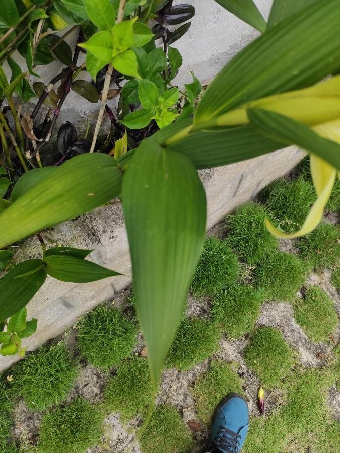 Sobralia macrophylla — houseplant care guide