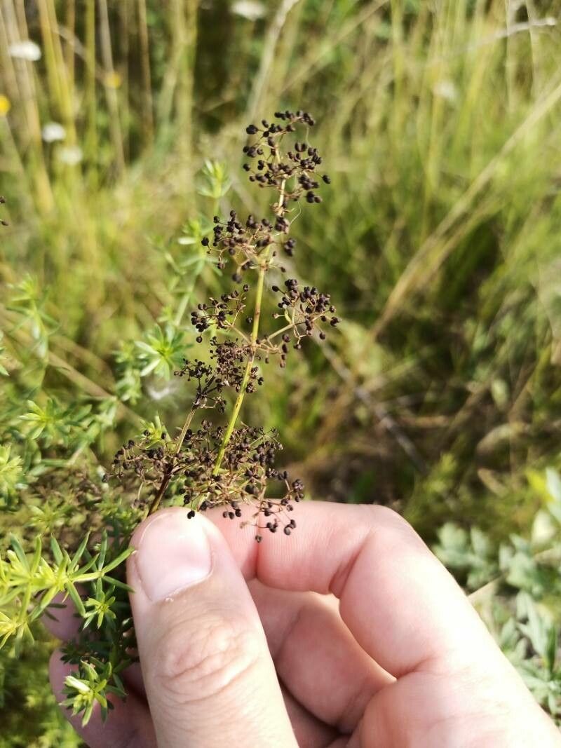 Galium maritimum fruit