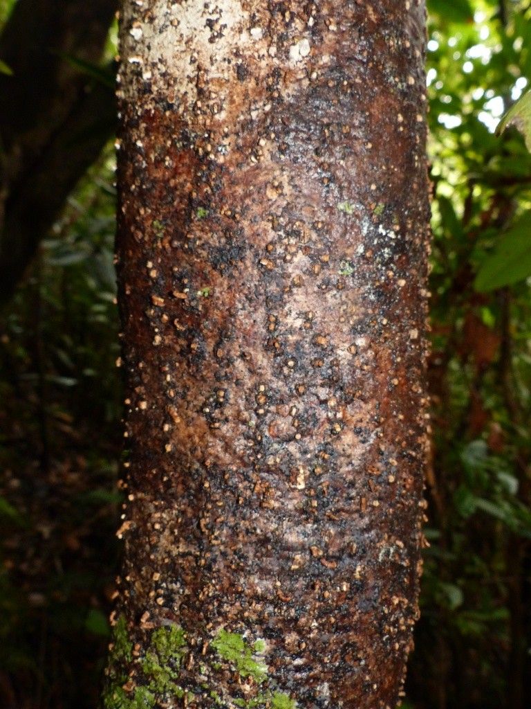 Plerandra baillonii bark