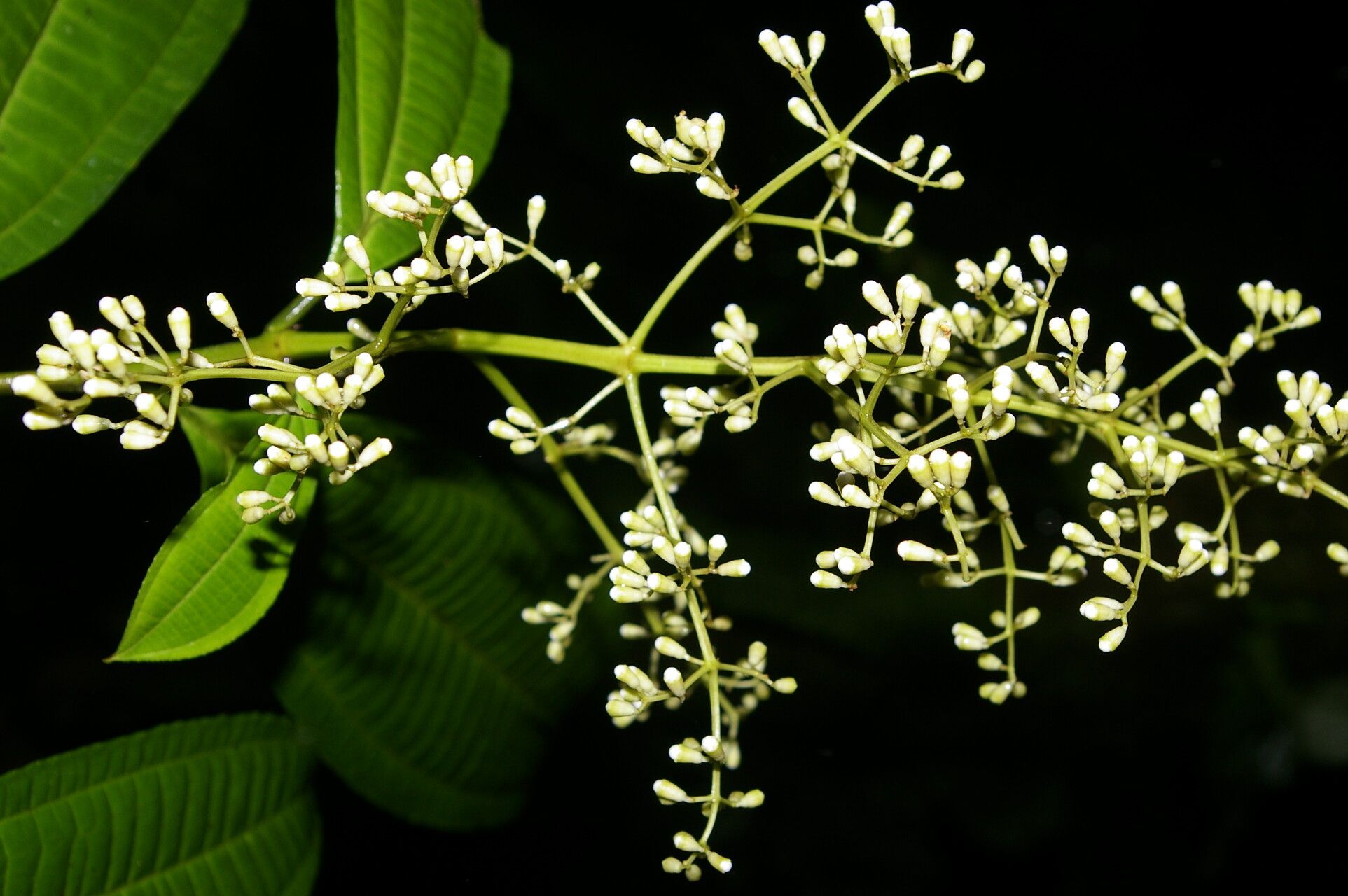 Miconia smaragdina bark
