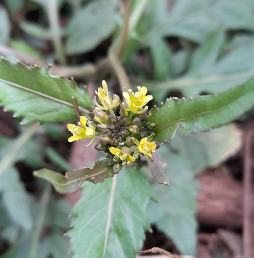 Rorippa dubia — search result for 'Rorippa'