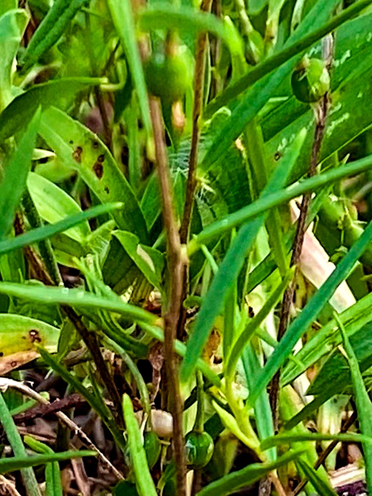 Talinum polygaloides — search result for 'Talinum'