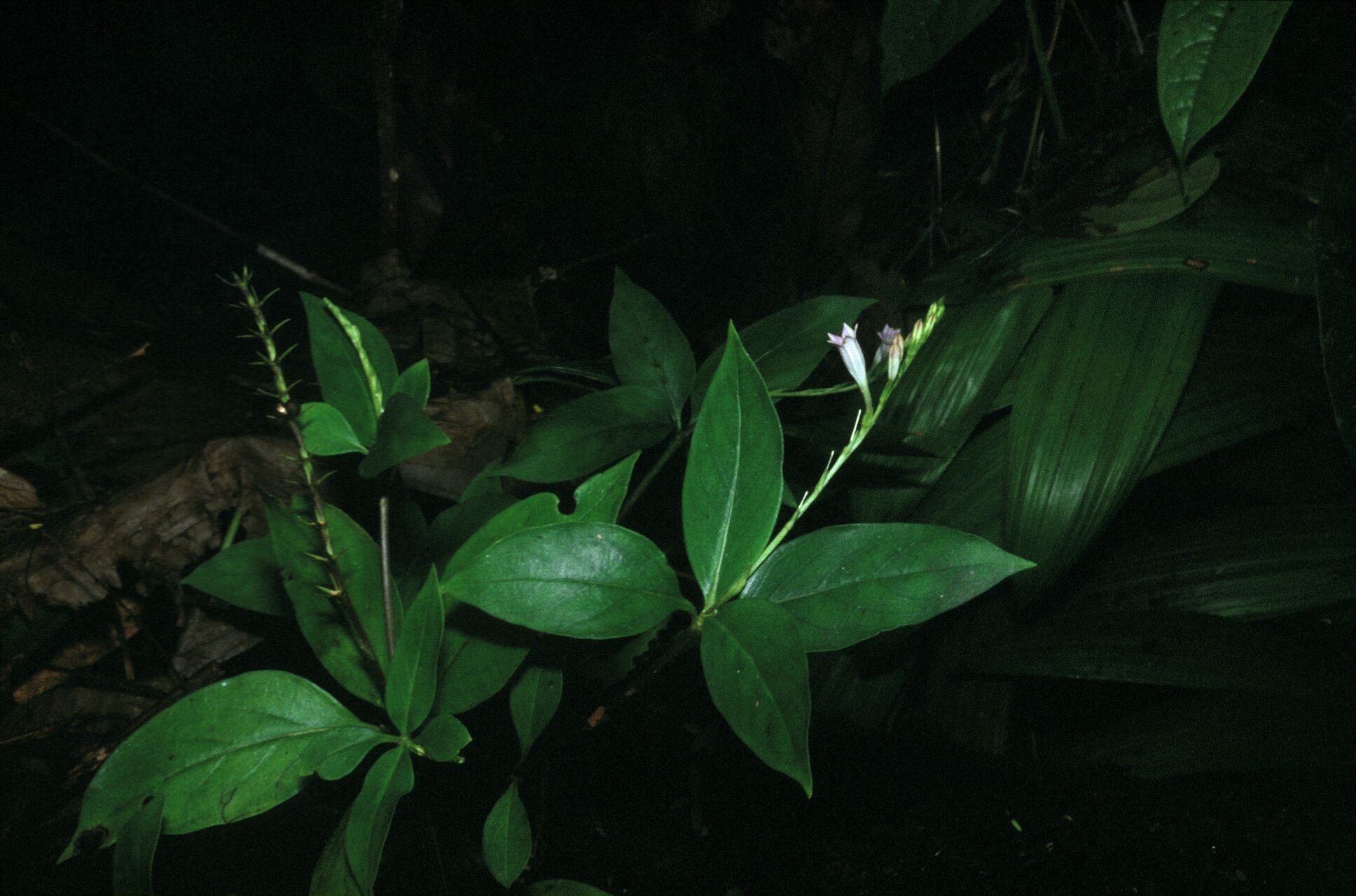 Spigelia hamellioides habit