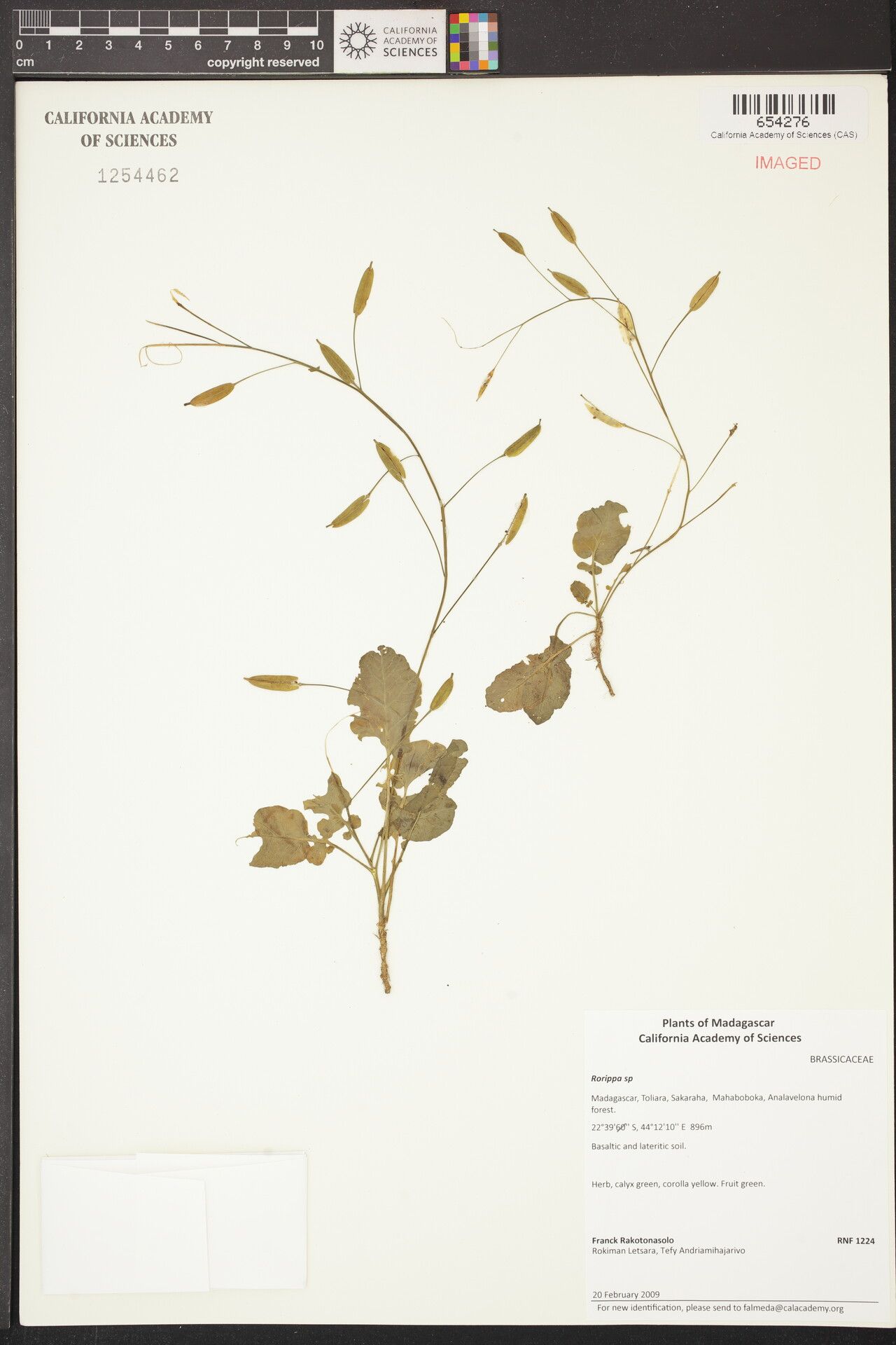 Rorippa insularis — search result for 'Rorippa'