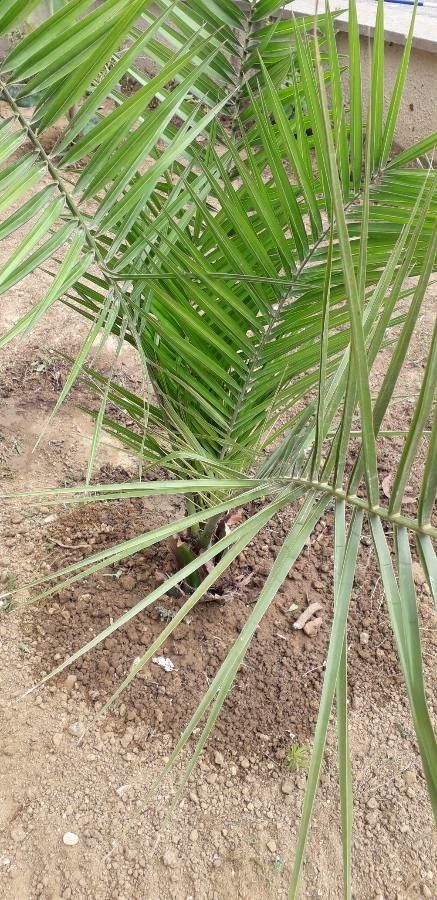 Phoenix rupicola leaf