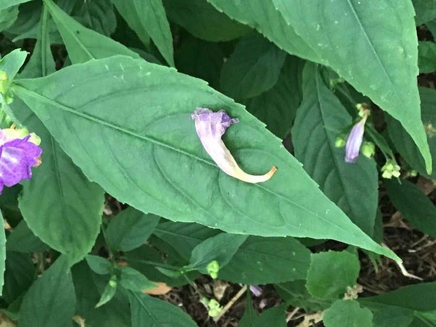Strobilanthes penstemonoides — search result for 'Bhutan'