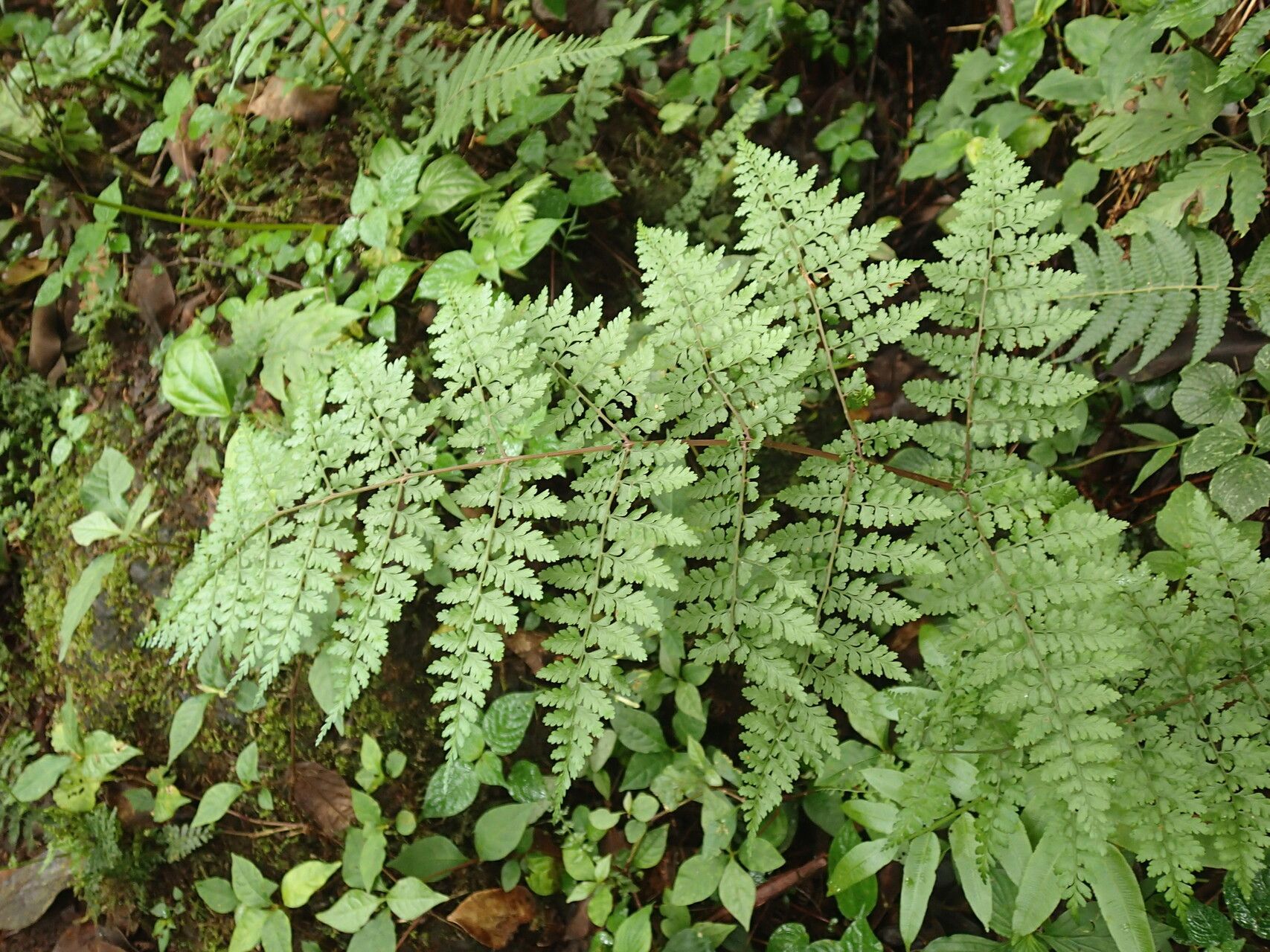 Athyrium ammifolium