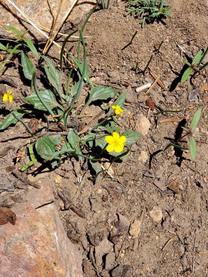 Viola pinetorum flower