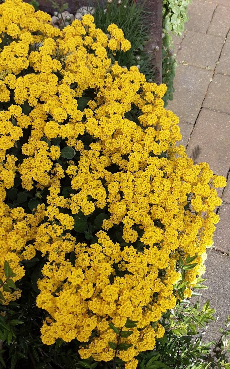 Odontarrhena muralis flower