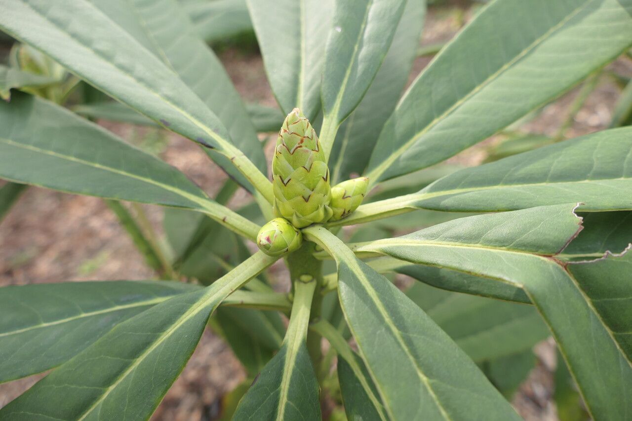 Rhododendron calophytum flower