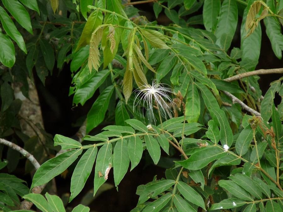 Inga cocleensis flower