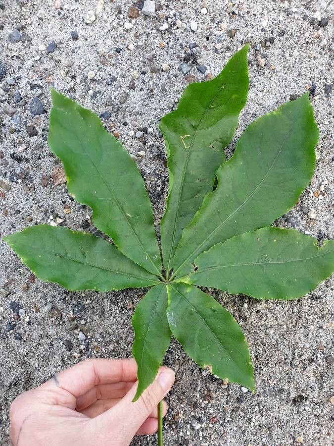 Schefflera digitata leaf
