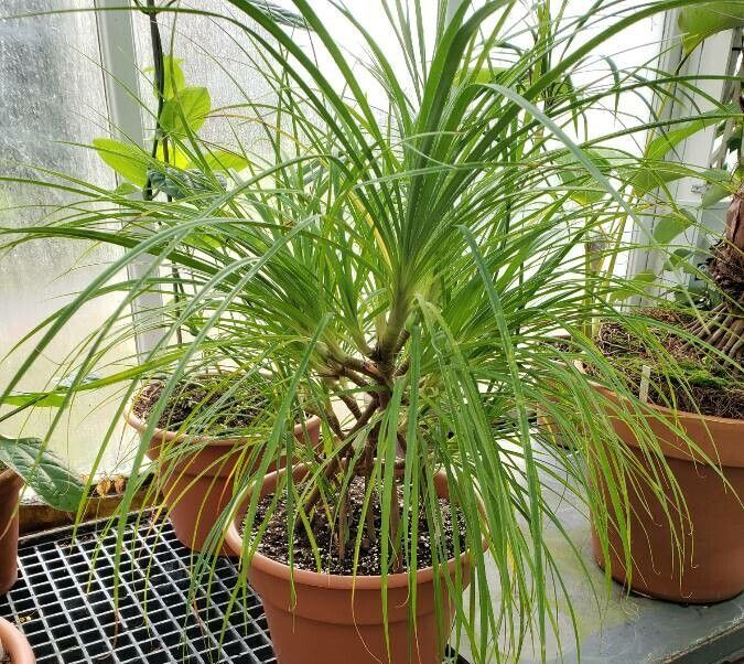 Pandanus pygmaeus habit