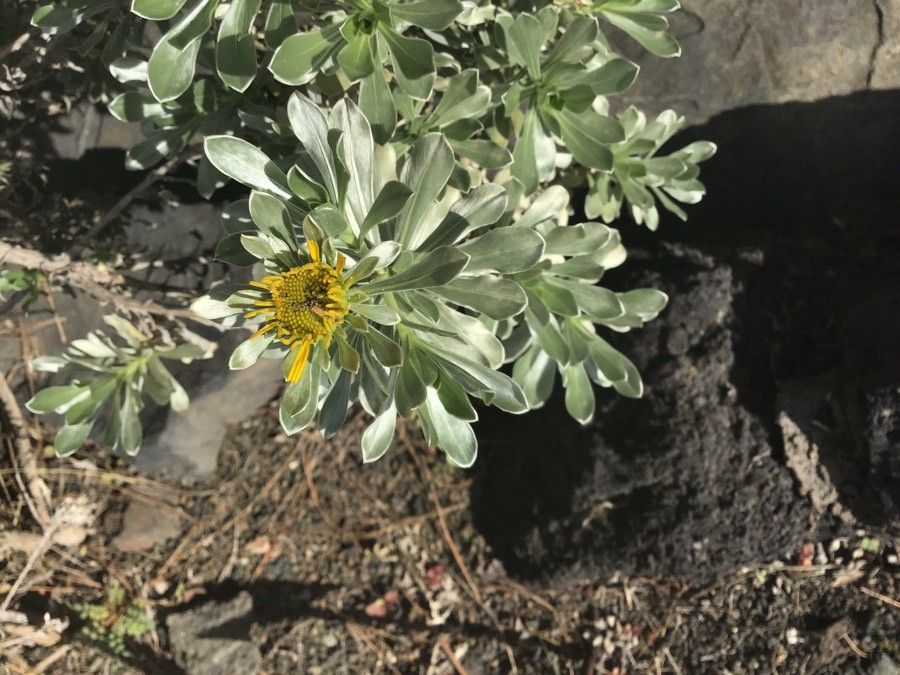 Asteriscus intermedius flower