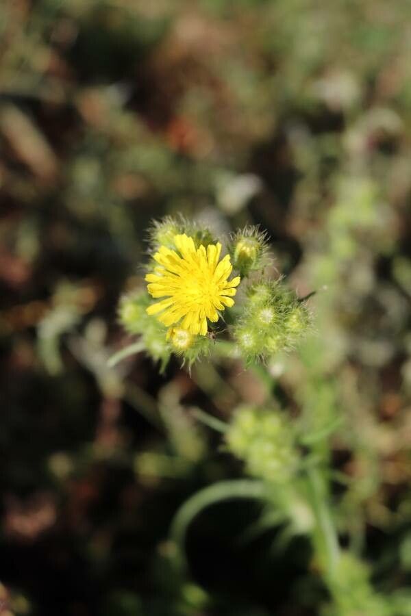 Crepis setosa flower