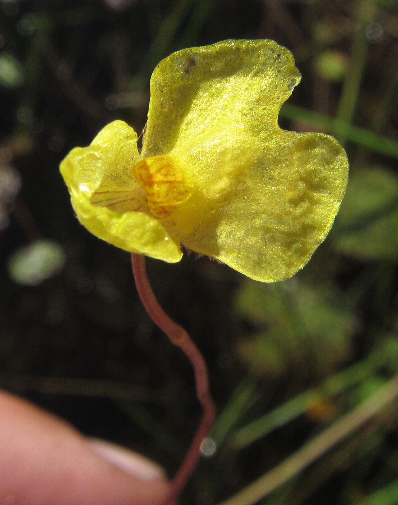 Utricularia reflexa flower