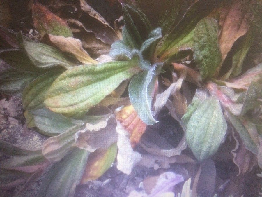 Tuberaria lignosa leaf