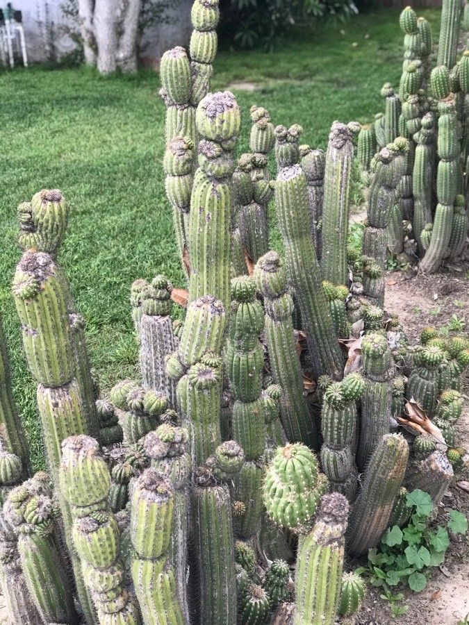 Stenocereus thurberi flower
