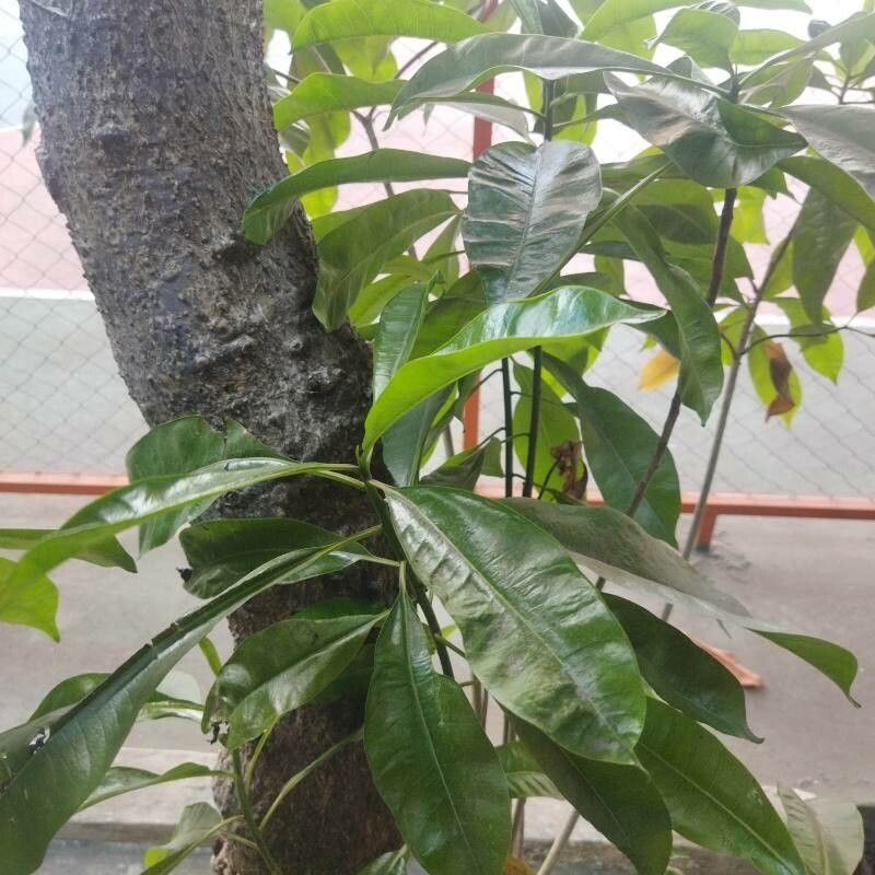 Cerbera odollam leaf