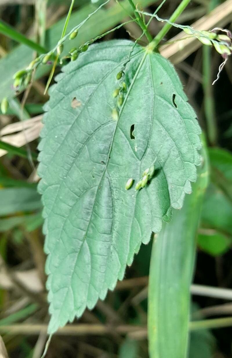 Acalypha poiretii — search result for 'Acalypha'