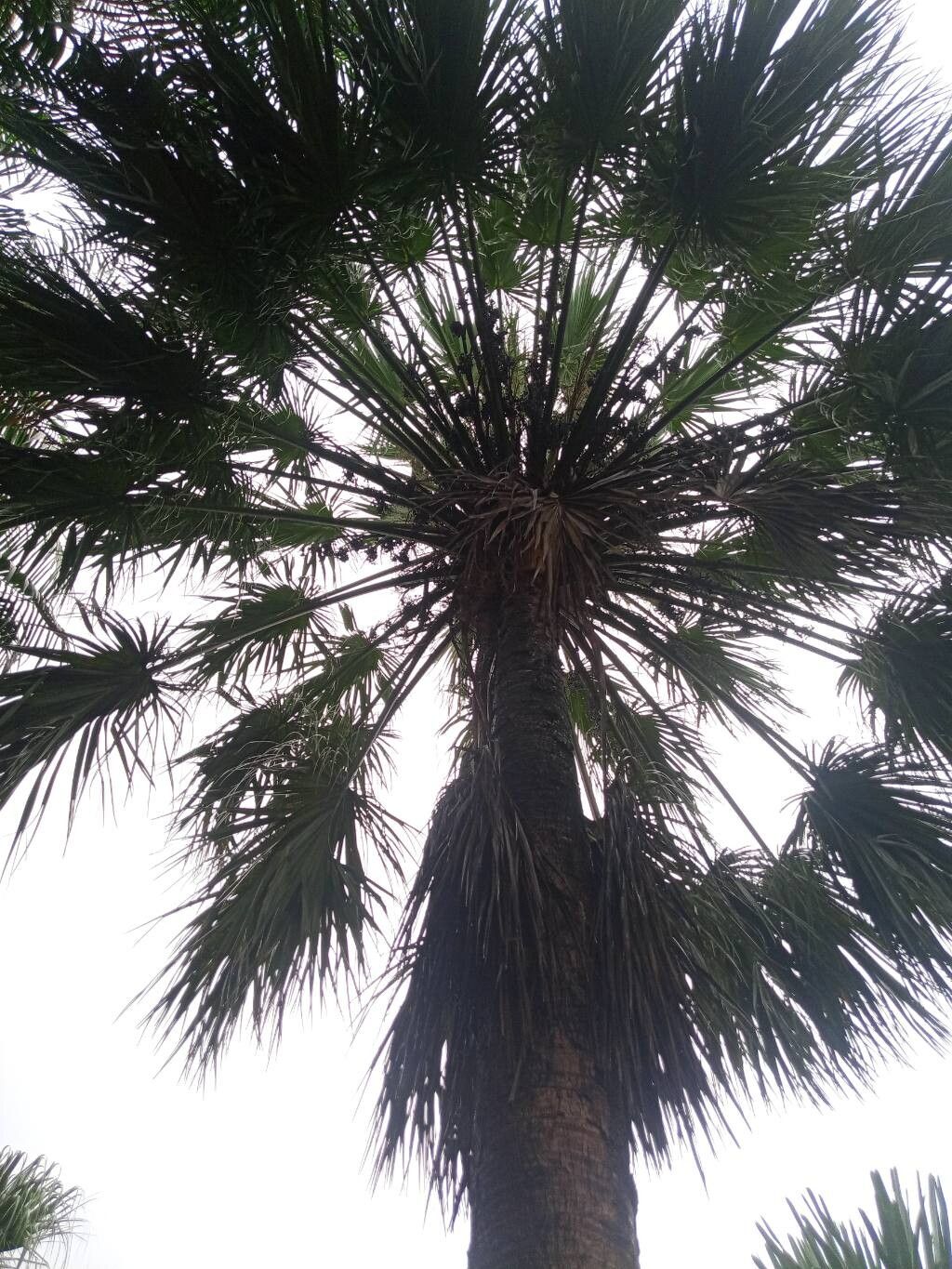 Livistona rigida leaf