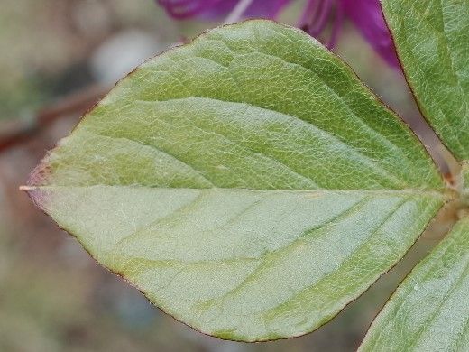 Rhododendron wadanum leaf