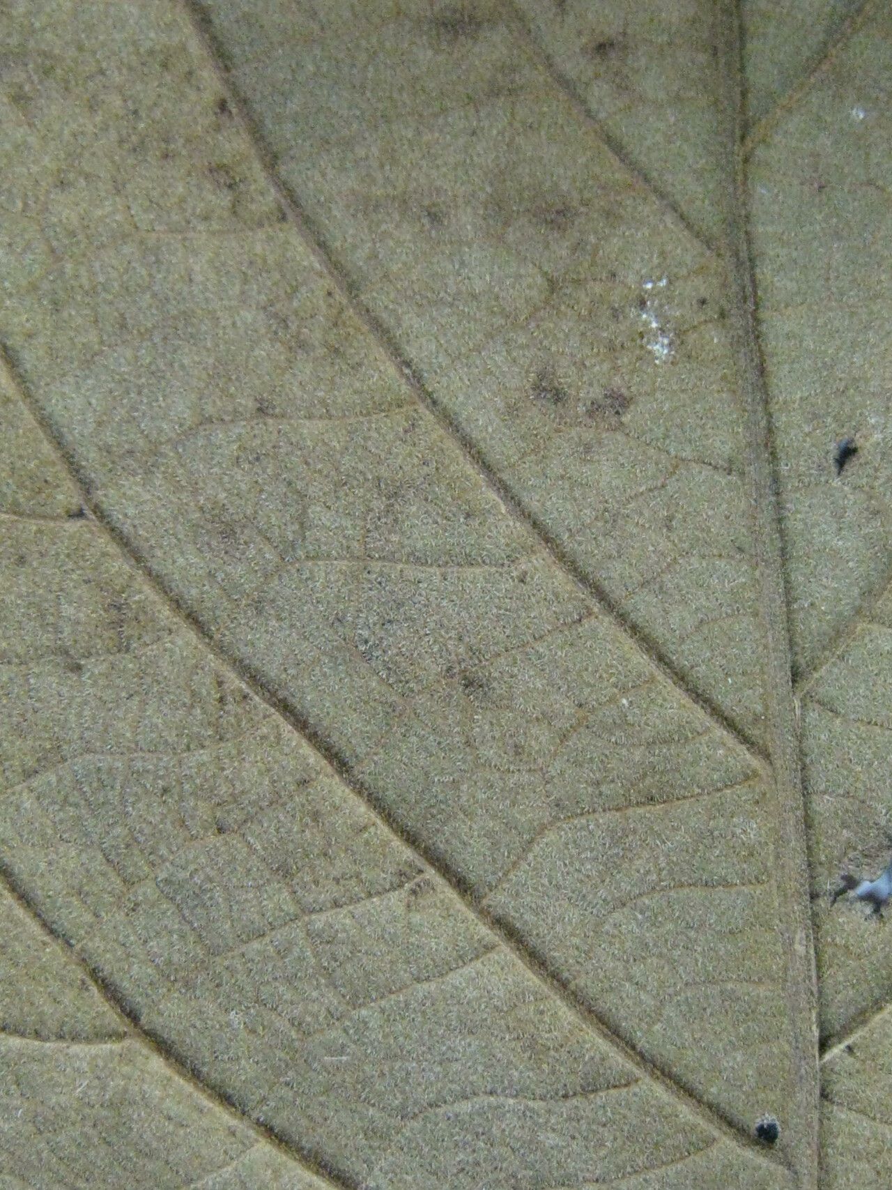 Cordia tetrandra — houseplant care guide