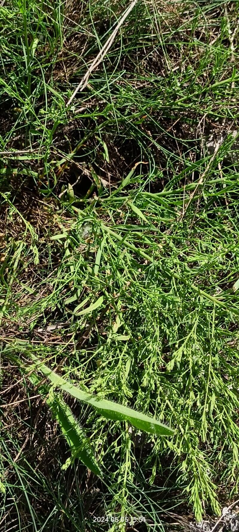 Thesium ramosum — search result for 'Thesium'