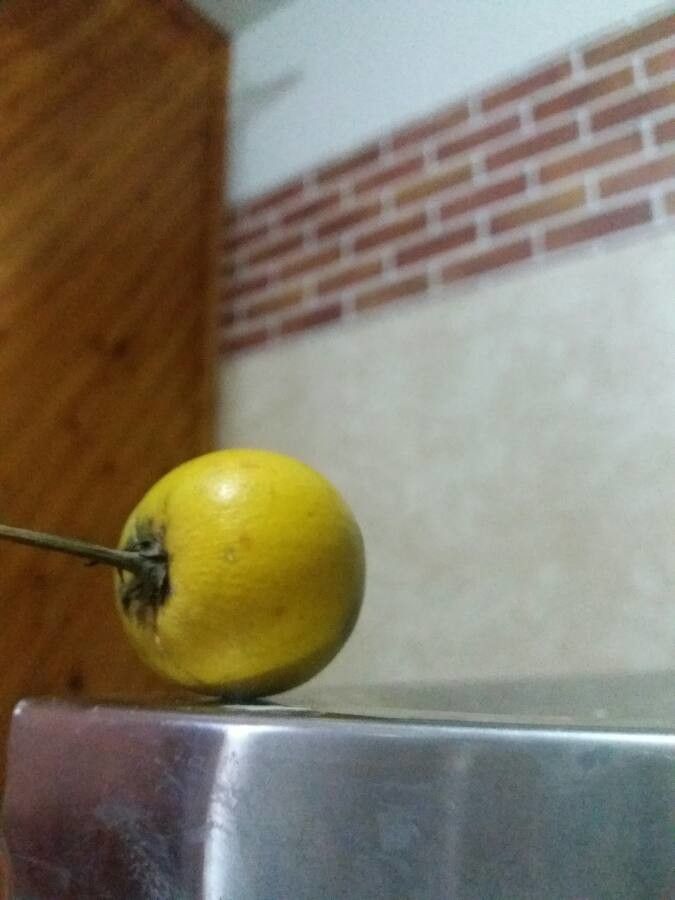 Manilkara bidentata fruit