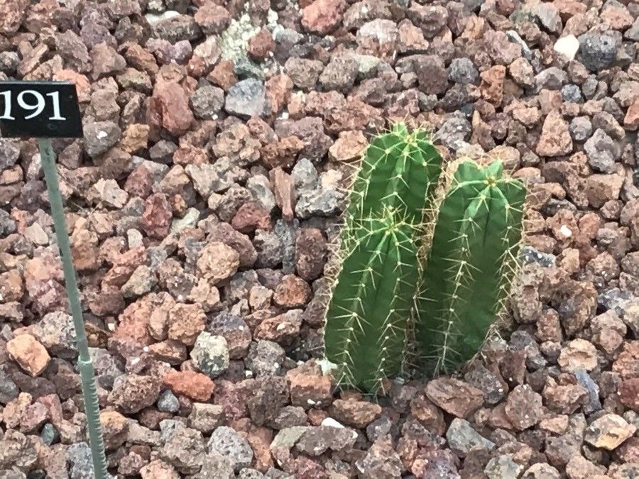 Isolatocereus dumortieri — search result for 'Cactaceae'