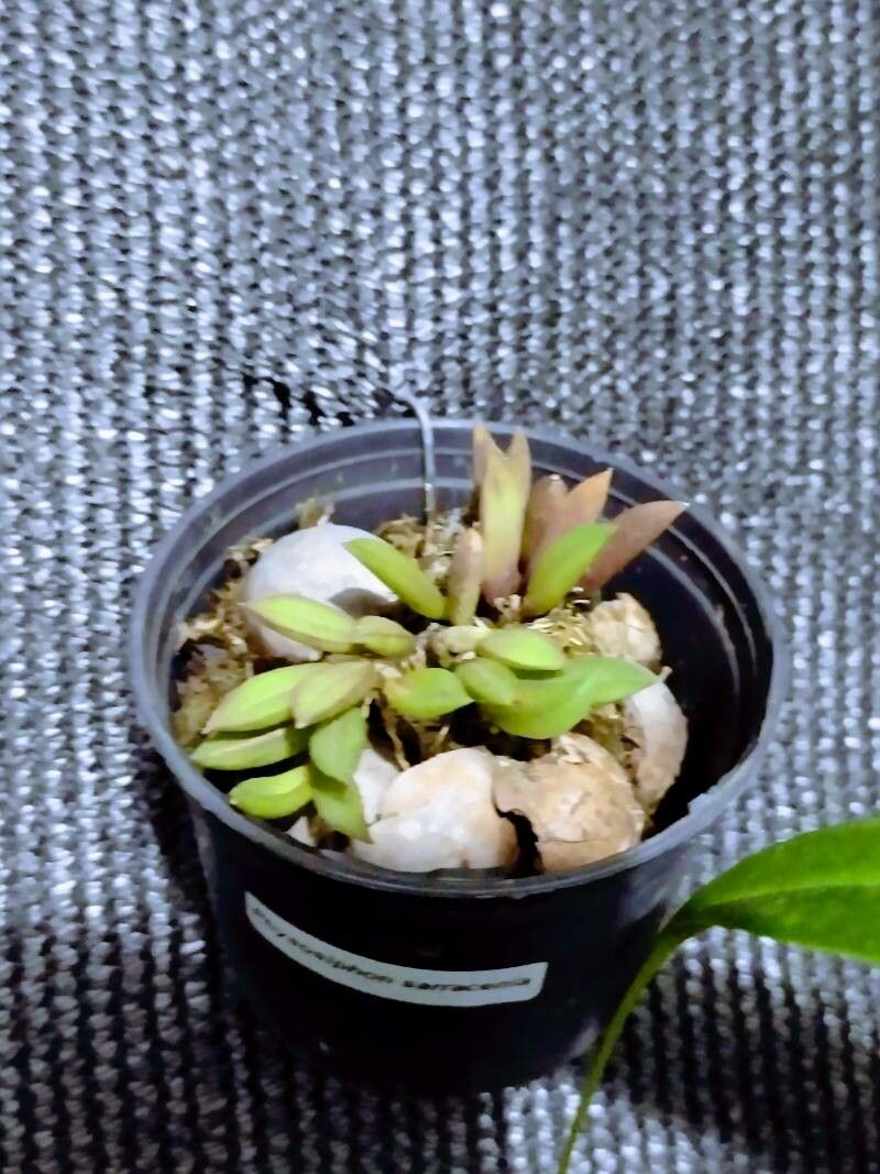 Acianthera bragae — related species from the same genus