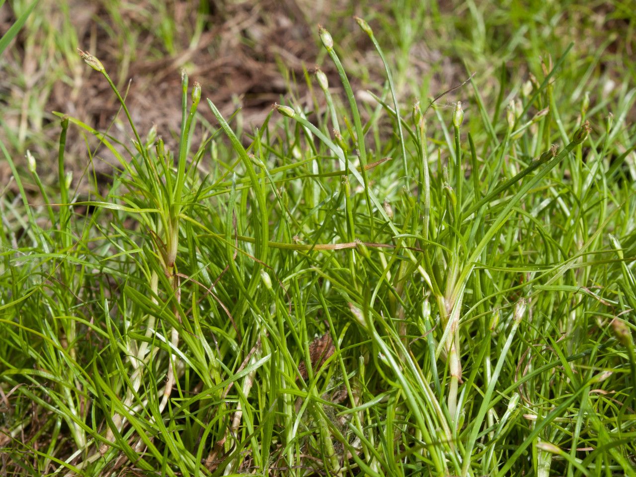 Isolepis fluitans fruit