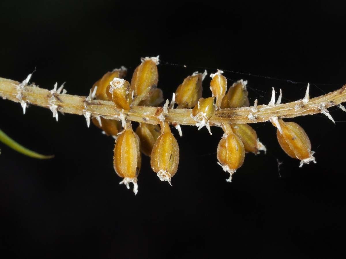 Oberonia bifida flower
