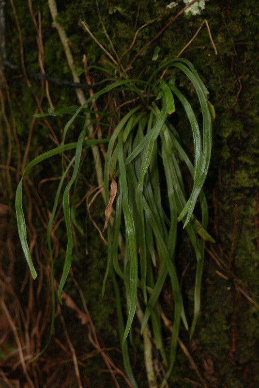Vittaria ensiformis leaf