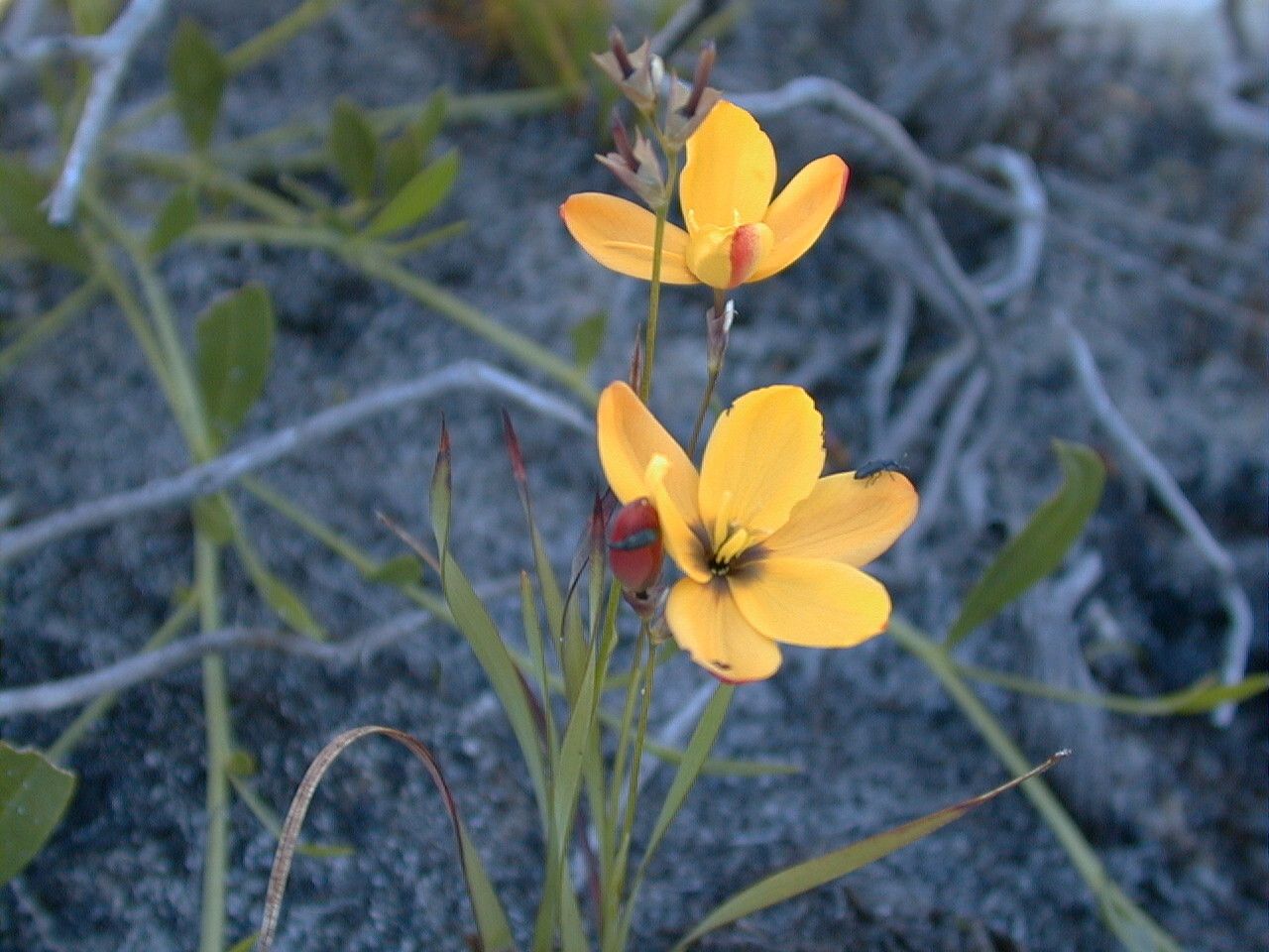 Ixia dubia habit