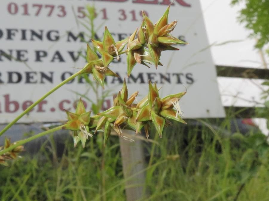 Carex spicata fruit