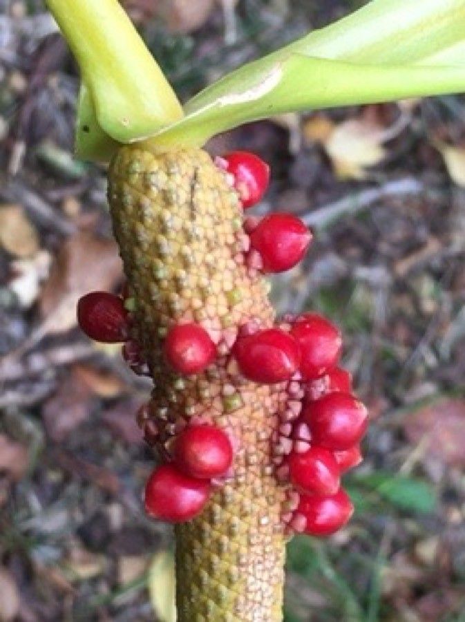 Anthurium guildingii fruit