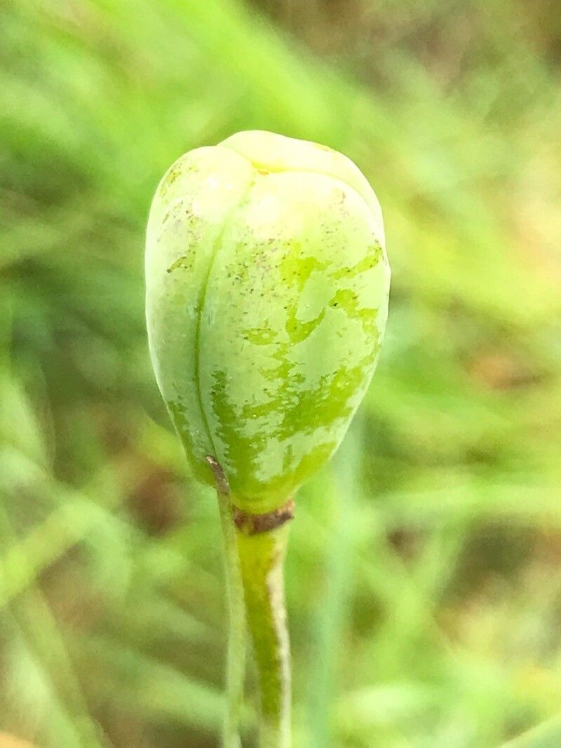 Fritillaria tubaeformis fruit