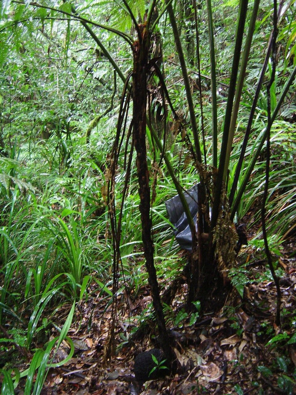 Cyathea glaziovii habit