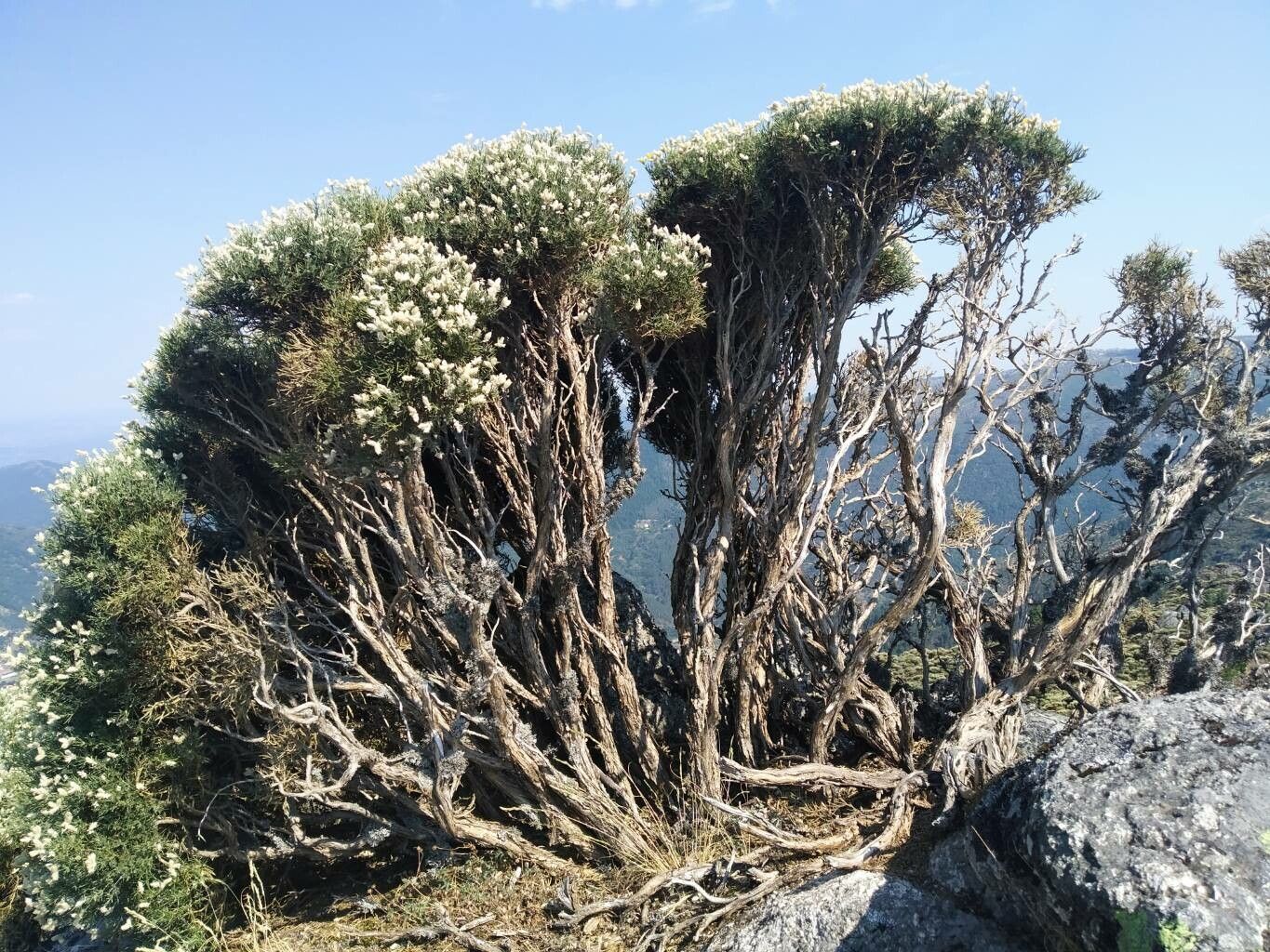 Genista iberica bark