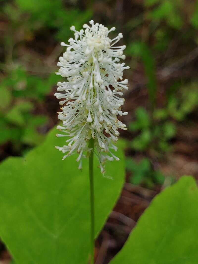 Achlys triphylla flower