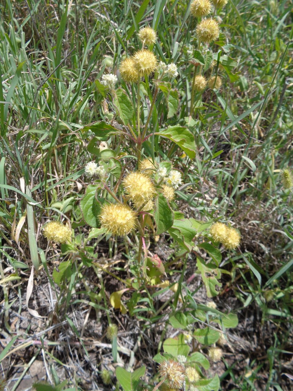 Cyathula erinacea habit