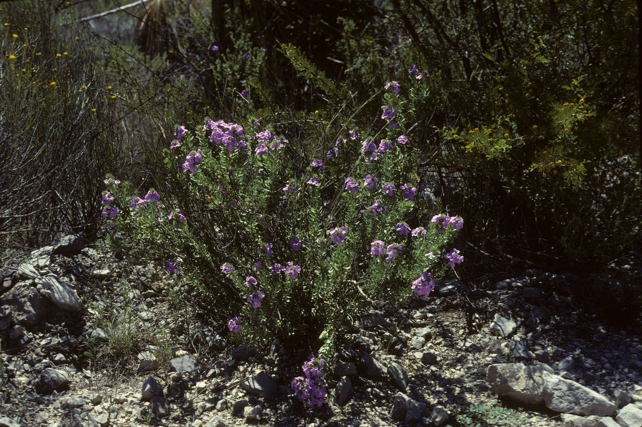 Bouchea spathulata habit