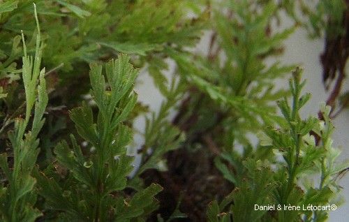 Trichomanes caudatum habit