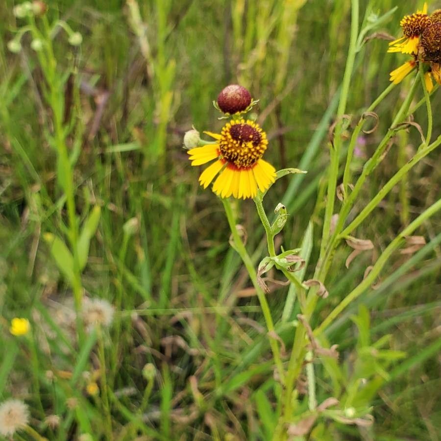 Helenium elegans flower