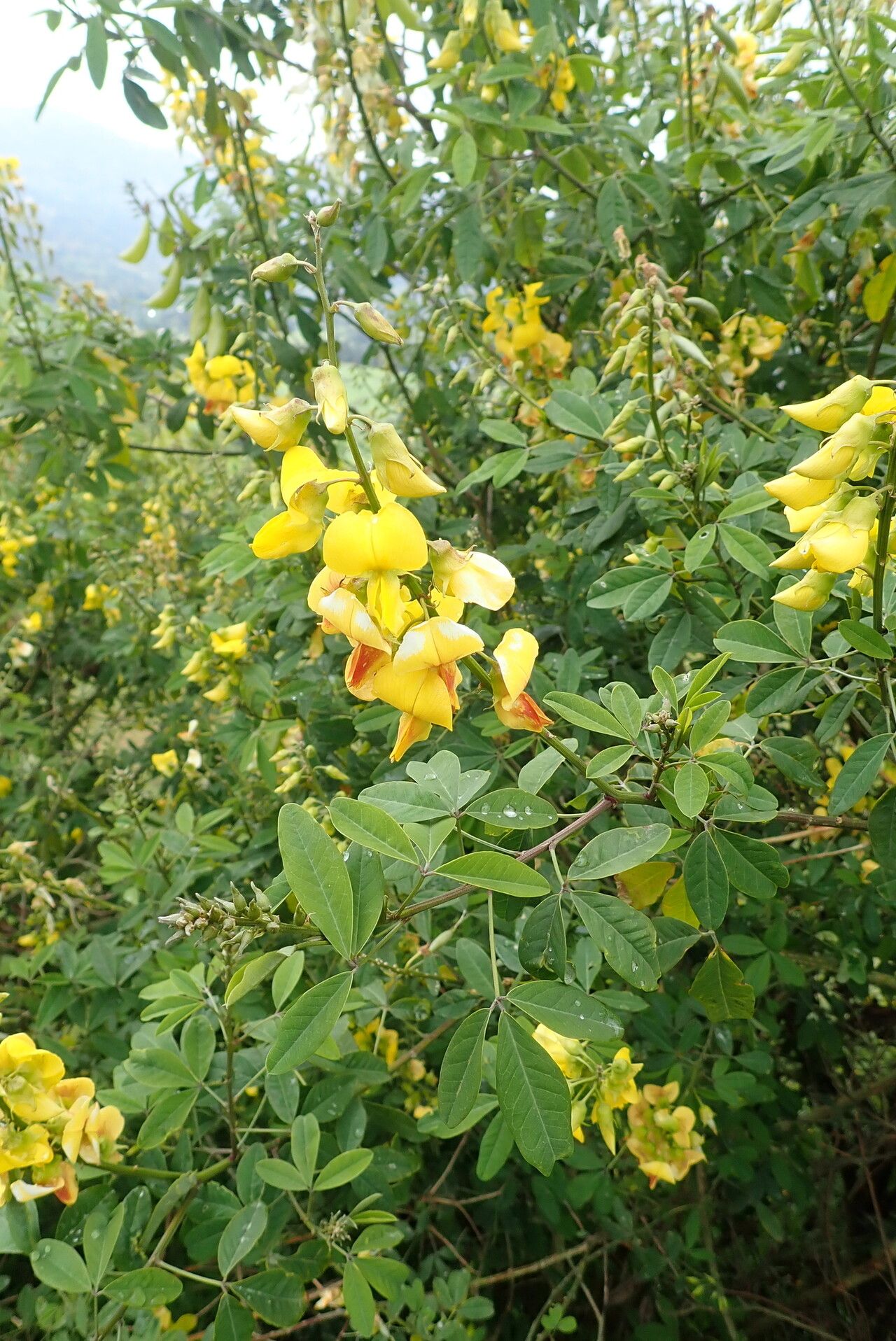 Crotalaria mildbraedii flower