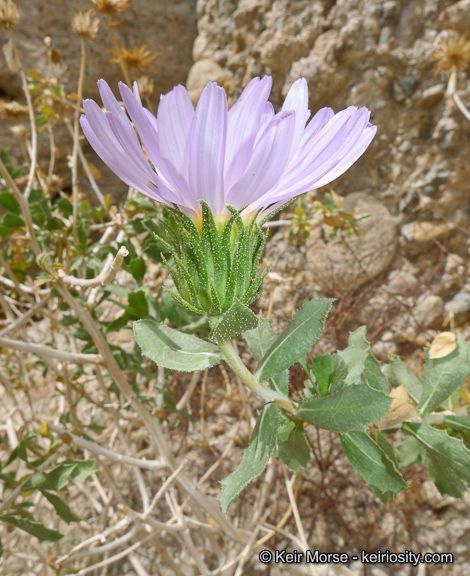 Xylorhiza cognata flower